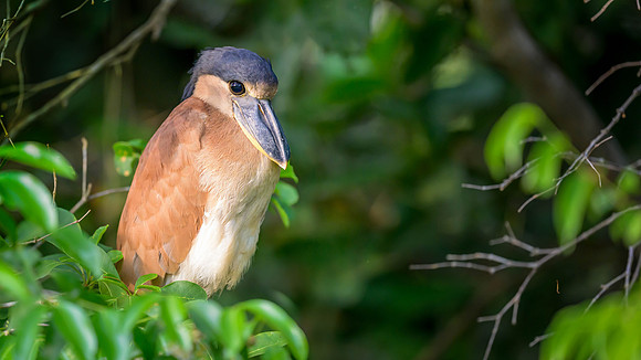 Boat-billed Heron