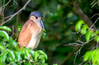 Boat-billed Heron