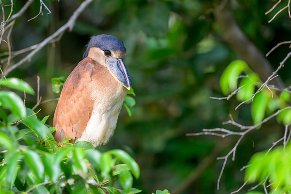 Boat-billed Heron