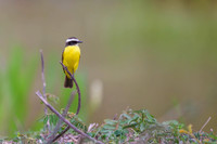 Rusty-margined Flycatcher