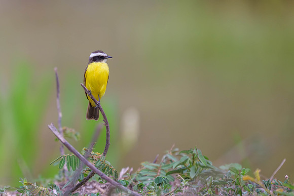 Rusty-margined Flycatcher
