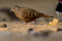 Ruddy Ground-dove