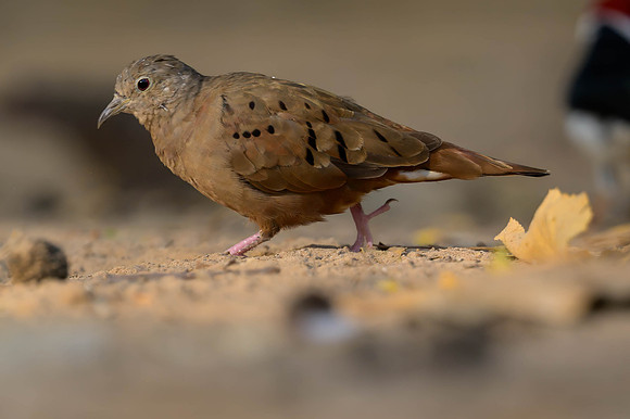 Ruddy Ground-dove