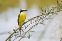 Great Kiskadee