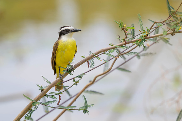 Great Kiskadee