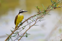Great Kiskadee