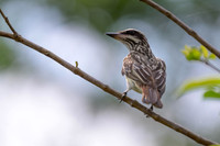 Streaked Flycatcher