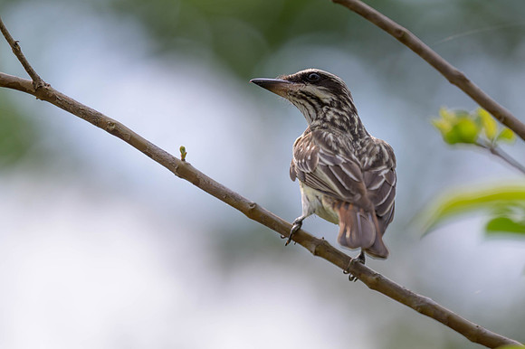 Streaked Flycatcher