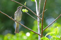 Streaked Flycatcher