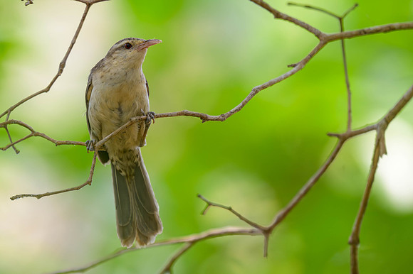 Thrush-like Wren