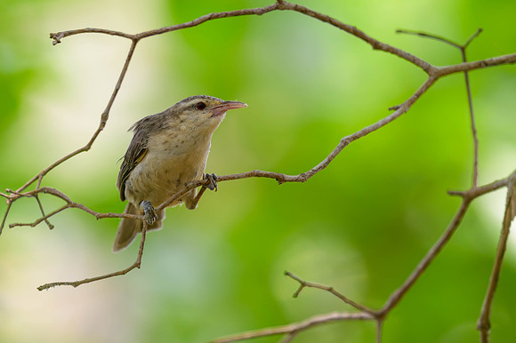Thrush-like Wren