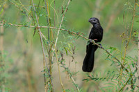 Smooth-billed Ani