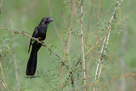 Smooth-billed Ani