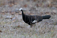 White-throated Piping-Guan