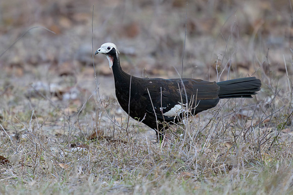 White-throated Piping-Guan