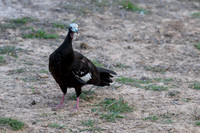 White-throated Piping-Guan