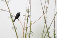 White-headed Marsh Tyrant