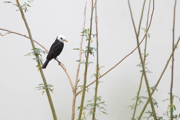 White-headed Marsh Tyrant