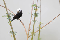 White-headed Marsh Tyrant