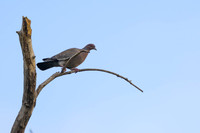 Picazuro Pigeon