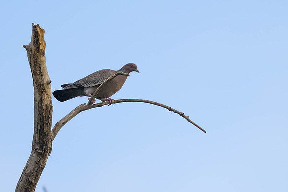 Picazuro Pigeon