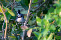 Masked Gnatcatcher