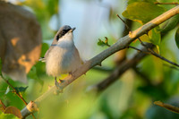 Masked Gnatcatcher