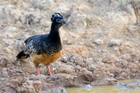 Bare-faced Cusarrow
