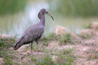 Plumbeous Ibis