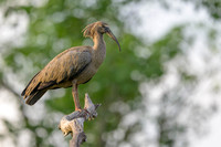 Plumbeous Ibis