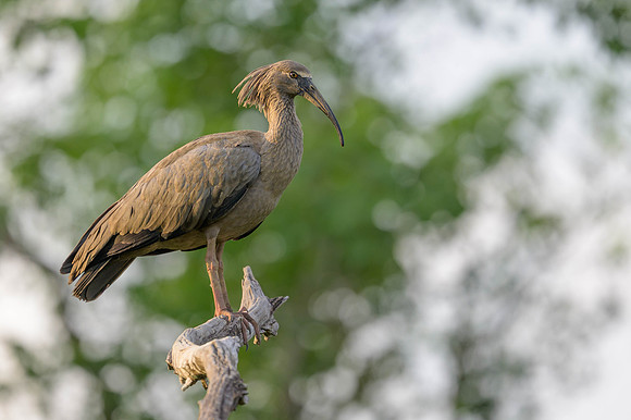 Plumbeous Ibis