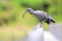 Plumbeous Ibis