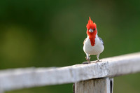 Red-crested Cardinal