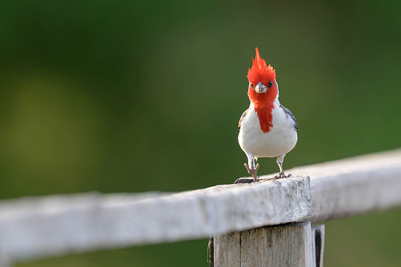 Red-crested Cardinal