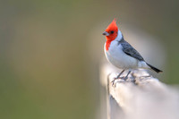 Red-crested Cardinal