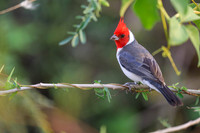 Red-crested Cardinal