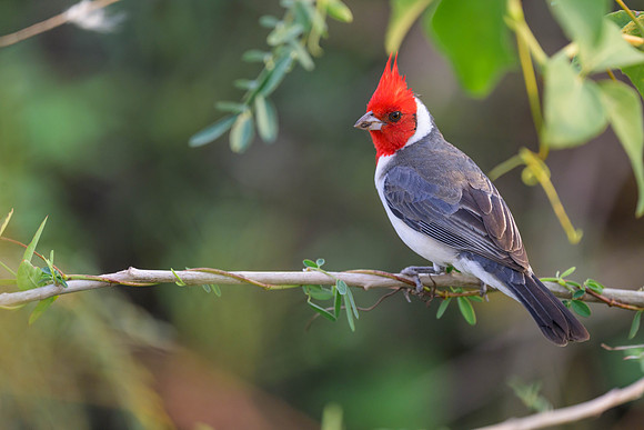 Red-crested Cardinal