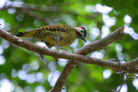 Green-barred Woodpecker