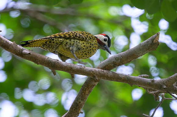 Green-barred Woodpecker