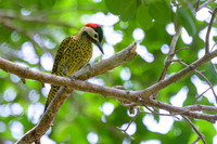 Green-barred Woodpecker