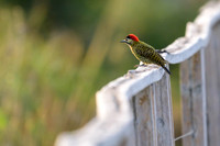 Green-barred Woodpecker