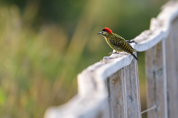 Green-barred Woodpecker
