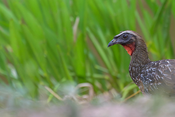 Chestnut-bellied Guan
