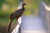 Chestnut-bellied Guan