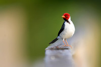 Yellow-billed Cardinal