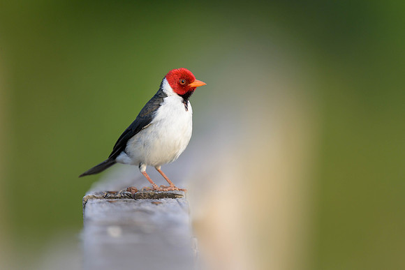 Yellow-billed Cardinal