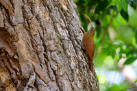 Red-billed Scythebill