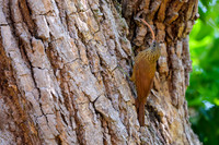 Red-billed Scythebill