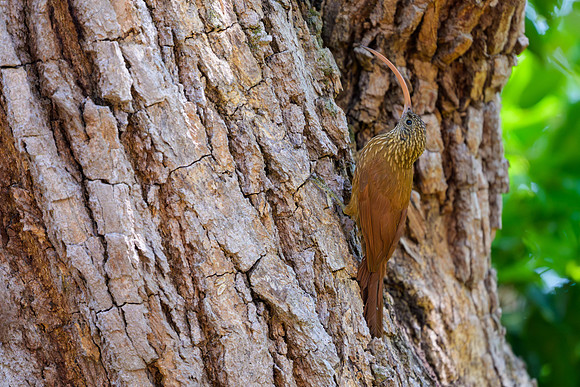 Red-billed Scythebill