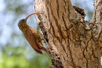 Red-billed Scythebill